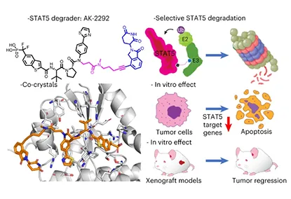 Biol. | first PROTAC molecules to STAT5 proteins with high specificity: new in the treatment of chronic myeloid leukemia-- AK-2292