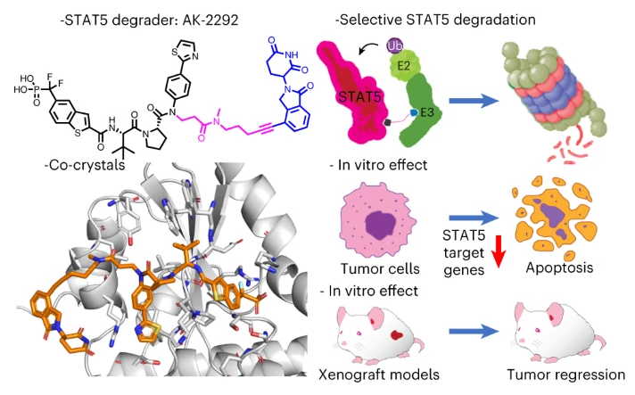 Biol. | first PROTAC molecules to STAT5 proteins with high specificity: new in the treatment of chronic myeloid leukemia-- AK-2292