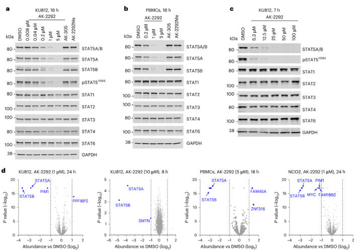 Biol. | first PROTAC molecules to STAT5 proteins with high specificity: new in the treatment of chronic myeloid leukemia-- AK-2292